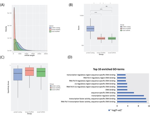 LncRNA transcript characterization. (A) Distribution of transcript lengths for known lncRNAs (red), novel lncRNAs (green) and protein-coding genes (blue). (B) Boxplot of coding potential of transcripts by txCDS tool computed in three sets: known lncRNAs (red), novel lncRNAs (green) and protein-coding genes (blue). The statistical significance difference was calculated using Wilcoxon rank sum test. ‘ns’: non-significant, ‘****’: P-value < 0.001. (C) Boxplot of disease specificity score in three sets: known lncRNAs (red), novel lncRNAs (green) and protein-coding genes (blue). (D) Top 10 statistically significant enriched GO terms (molecular function category) for lncRNA HOTTIP 12 adjacent genes.