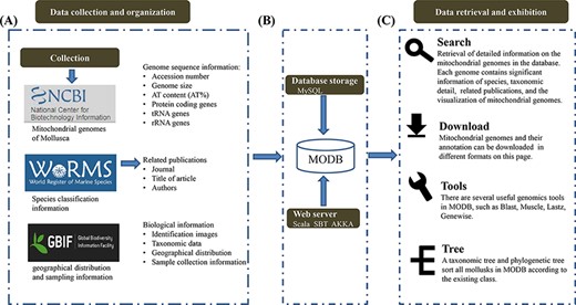 Schematic diagram of data processing for the MODB. (A) Data collection and data organization. (B) Building data association and adding data indexing and storage in a MySQL database. (C) Overview of the web interface and usage of MODB.