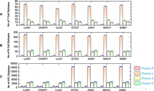 Demonstrates the total identified number of classified immune epitopes for each specific protein; (A) represents the number of specified T-cell epitopes, (B) represents the number of B-cell epitopes and (C) represents the number of HTL epitopes predicted for each protein for the seven mammarena species, respectively.