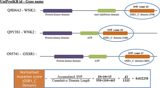 The estimate of normalized mutation count for the OSR1_C domain.