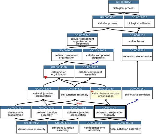 GO describing the biological process cell junction assembly. A subset of the GO terms describing the assembly of a selection of cell junctions modified to align with the revised cellular component ontology. GO terms are listed in separate nodes and the descendant relationships are indicated by black and blue arrows, for ‘is_a’ and ‘part_of’ relations, respectively. The GO term identifiers and names are included in each node. The yellow highlighted node with a red cross indicates the new GO term, GO:0150115 ‘cell-substrate junction organization’ and its associated new relations. The thick node outline indicates that the GO term ‘cell-substrate adherens junction assembly’ was merged into ‘cell-substrate junction assembly’. A red triangle indicates the removal of an ‘is_a’ parent relation between the GO:0034330 ‘cell junction organization’ and GO:0034332 ‘adherens junction organisation’ terms. An added ‘is_a’ relation between GO:0034332 ‘adherens junction organisation’ and GO:0045216 ‘cell-cell junction organization’ is indicated ‘New’. Screenshot of the GO taken from QuickGO (11).