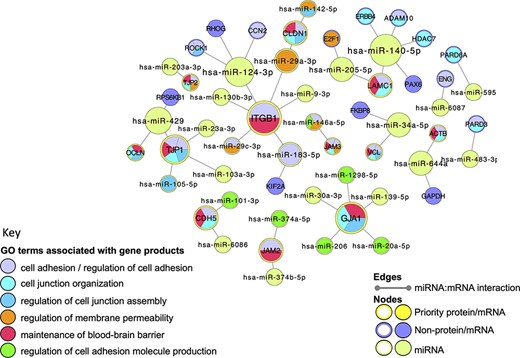 Cell junction focused miRNA:target network. The miRNA:target network was constructed in Cytoscape (41) by seeding with 27 human proteins, identified as miRNA:targets during the BBB-focused annotation project, and the molecular interaction data were extracted from the EBI-GOA-miRNA file (25). The size of each node represents the number of interactions included in the network; the edges represent the miRNA:target interactions. Following a GO enrichment analysis of the network, GO terms relevant to formation and maintenance of cell junctions (Table 4) were overlaid on the gene product nodes using GOlorize and BiNGO (43, 44). Molecular interaction data accessed 24 August 2020, GO association and ontology files accessed 22 March 2021.