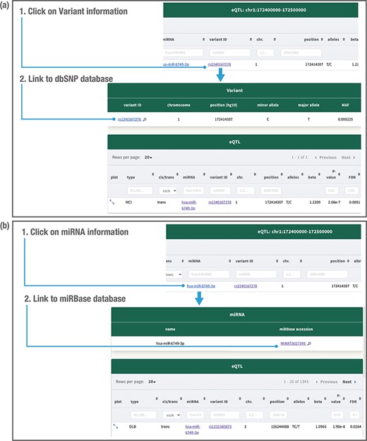 Detailed variant and miRNA information. Clicking on the variant related to the miR-eQTL provides the variant minor allele, major allele and minor allele frequency (MAF) in the JAMIR-eQTL database (a). Clicking on the miRNA provides the microRNA ID and accession number (b). The variant information further links to the public database dbSNP, whereas the miRNA information links to the public database miRbase.