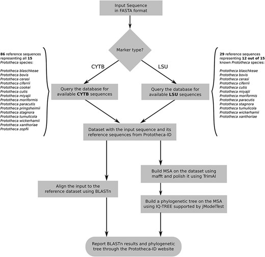 Flowchart depicting all steps of the Prototheca-ID sequence analysis pipeline.