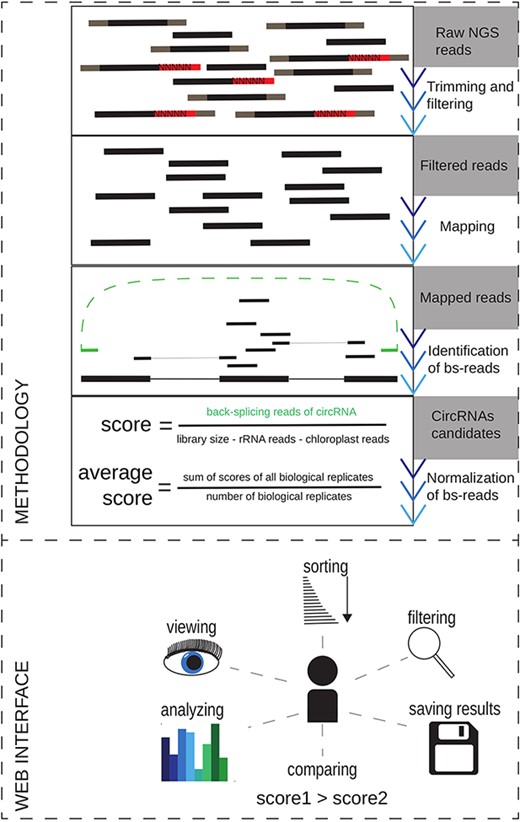 The overview of the methodology used for circRNAs reidentification in the publicly available datasets and the schematic view of the At-C-RNA utilities.