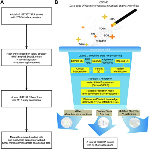 The COGVIC workflow of data selection and germline variant identification. (A) A total of 1 677 337 SRA entries with 17 545 study accessions were filtered out based on the inclusion criteria. (B) The pipeline of the COGVIC germline variant identifier.