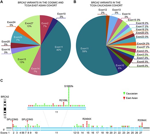 Distribution of identified pathogenic variants of BRCA2 around the world. (A) The proportion of BRCA2 variants in different exons in Asian cases from the COGVIC and TCGA cohorts. The colors represent different exons, e.g. exon 1 and exon 2. (B) The proportion of BRCA2 variants in different exons in the TCGA Caucasian cohort. The colors are consistent with the exons shown in A. (C) All variants placed on the BRCA2 gene map. The numbers indicate the exon numbers. The detected variants are indicated by arrows. Red arrows represent the East Asian population, whereas the green arrows represent the Caucasian population. There are two splicing mutations, one between exons 1 and 2 and one between exons 7–8.