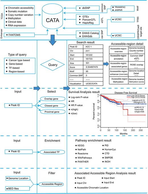 Database content and construction. CATA provides chromatin-accessible regions of cancer-based on TCGA ATAC-seq data. Genetic and epigenetic annotations of accessible regions were collected or calculated including common SNPs, eQTLs, risk SNPs, LD SNPs, TFBS, CNV, SNV, methylation sites and enhancer location. CATA also provides ATAC-seq samples associated with clinical data. CATA integrates multiple functions including storage, search, download, statistics, visualization, browse and analysis.