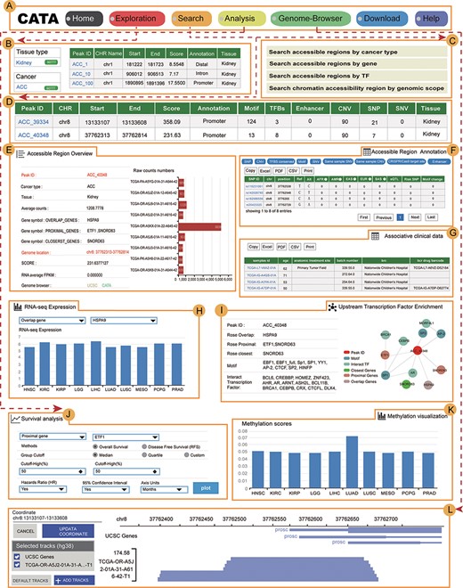 The main function and usage of CATA. (A) The navigation bar of CATA. (B) CATA provides user’s friendly explorations. (C) Users can query using five methods: ‘Search by Cancer type’, ‘Search by gene’, ‘Search by TF’ and ‘Advanced search by genome location’. (D) The display of search results. (E) Overview of chromatin-accessible regions. The y-axis is the patient ID provided by TCGA. The x-axis is the count number that is the raw read count of ATAC-seq in the Peak ID. (F) Interactive table of chromatin-accessible region, related annotation information. (G) The table of clinical data. (H) The visualization of RNA-expression. (I) Upstream TF enrichment graph. (J) The overall survival and disease-free survival analysis of the interest gene can be presented in the ‘Survival’ region. Meanwhile, genes with the most significant association with patient survival can be identified. (K) The visualization of the methylation level. (L) Personalized genome browser-GIVE.
