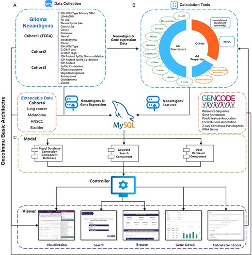 Schematic overview of data collection, data processing and key functionality of GNIFdb. (A) GNIFdb collects neoantigens from three independent glioma cohorts including 20 pathological or molecular subtypes in Cohort 1 from TCGA, 46 GBMs in Cohort 2 and 13 GBMs in Cohort 3. Cohort 4 includes four other solid tumors (lung cancer, melanoma, HNSCC and bladder cancer) as extendable data. (B) Intrinsic features of neoantigens in all the four cohorts were calculated using amino acid descriptors of protFP (28, 29), blosum Indice (30), crucianiProperties (31), FASGAI (32), MS-WHIM (28, 29), kideraFactor (33), stScales (34), T-scale (32), zScales (35), and VHSE (36), physical-chemical properties (37) of Tiny, Small, Aliphatic, Aromatic, Non-polar, Polar, Basic, Acidic, auto-correlation, auto-covariance, Boman index, crosscovariance, hydrophobic moment, hydrophobicity, theoretical net charge, instability, and molecular weight and AA properties. NES method and neoDL we previously developed are also included. (C) We implemented the GNIFdb following the Model-View-Controller architecture. The Model component handles data derived from multiple sources in MySQL databases and flat experimental data files, calculating the intrinsic features of neoantigens, performing statistical analysis and generating visualization plots. The View component provides heterogeneous and synchronized views to present the information and interact with the users. The front-end template engine of Bootstrap combined with HTML and JavaScript provide better visibility and usability of our functionality. The Controller component, a mediator between the Model and View components, deals with the application logic.