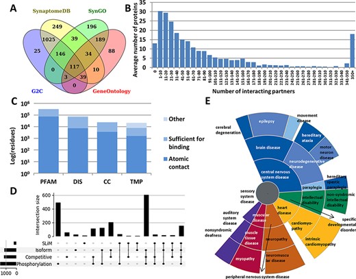 Summary statistics of PSINDB database: (A) Number of postsynaptic proteins from each source database and their overlaps. (B) Distribution of interacting partners of postsynaptic proteins. (C) Ratio of residues in different structural binding regions, colored by the level of information available about the binding residue (PFAM: belonging to protein families identified by Pfam; DIS: Disordered; CC: Coiled-coil; TMP: Transmembrane Protein). (D) Distribution of regulatory mechanisms in PS proteins (SLiM: Short Linear Motif). (E) Distribution of diseases associated with PS proteins. The more general the term, the closer it is to the center.