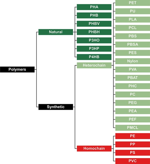 Classification of polymers to represent their presumed biodegradation potential. Natural polymers are more biodegradable, synthetic heterochain polymers have an intermediate biodegradability, and synthetic homochain polymers are the least biodegradable.