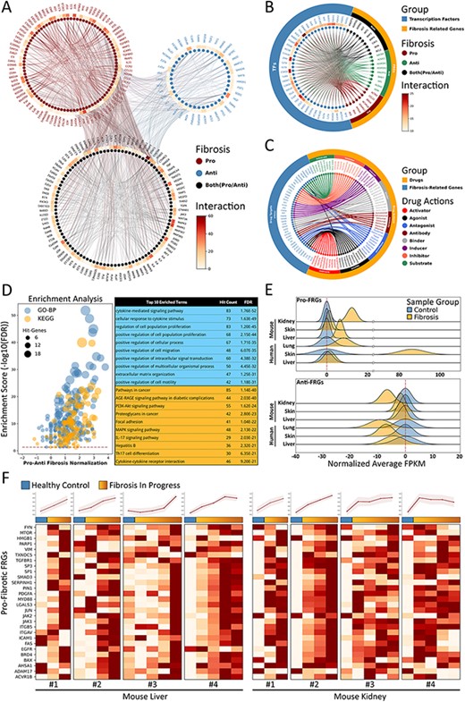 Fibrosis-Related Genes in FibROAD. (A) Circos plot for protein-protein interactions of all 232 FRGs as obtained from the String database. FRGs are divided into three groups (pro/anti/both shown in different colors) according to evidence contained within the literature. Interaction counts (edges number) for each FRG are presented with a circular heatmap around each circle. (B) Circos plot for several example transcription factors-FRGs regulations according to hTFtarget and RNAinter databases. Transcription factors are shown in orange whereas FRGs are divided into the three groups as described above and shown in steel blue. Regulation counts (edges number) for each transcription factor are shown with a surrounding circular heatmap. (C) Circos plot for several examples of drug targets according to the DrugBank database. Drugs are shown in orange whereas gene targets (FRGs) in steel blue. The eight different drug actions are presented using different colors. (D) Gene ontology (biological processes, steel blue) and KEGG (orange) enrichment analysis for FRGs (left panel). The pro/anti-fibrosis normalization (x-axis) was performed by calculating the z-score for pro- and anti-fibrosis FRGs within each term. The enrichment score (y-axis) was calculated with FDR from the hyper-geometry test. Red dashed line refers to the FDR threshold (0.05). The top 10 enriched terms of GO-BP (steel blue) and KEGG (orange) are shown in the right panel. (E) The average expressions (FPKM) of pro- (upper panel) and anti- (lower panel) FRGs in several datasets, with expressions of fibrotic groups (orange) normalized to that of control groups (steel blue). (F) Expressions (FPKM) of detected pro-fibrotic FRGs in datasets designed for fibrosis progression research. Results from healthy control groups are indicated in steel blue whereas fibrotic groups are displayed in orange gradients. Results of 4 independent datasets for mouse liver (left panel) and mouse kidney (right panel) are each illustrated in heatmaps, with normalized average expressions depicted in line plots at the top.