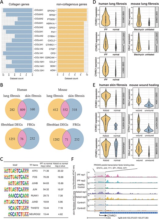 Multi-omics explorations with FibROAD indicate that CTHRC1 may be a potential candidate gene for skin fibrosis. (A) Bar graphs showing the top 15 most extensively and differentially expressed collagenous and non-collagenous fibroblast genes in scRNAseq datasets as collected with FibROAD (filtered by Wilcoxon Rank Sum test with log fold-change cutoff of 0.5 and P < 0.05). (B) Venn plots showing intersections of differentially expressed genes (DEGs) between lung and skin fibroblasts, in humans and mouse respectively (upper 2 Venn plots), and the intersections between DEGs and FRGs in the two species (lower 2 Venn plots). (C) Transcription factor motif enrichment analysis of differential chromatin accessibility regions located in the promotor region of the 55 commonly differentially expressed FRGs with ATAC-seq fibroblast datasets. (D-E) Violin plots showing significant differences in CTHRC1 expressions within lung (D) and skin (E) fibroblasts between the fibrotic group and healthy controls, in humans (left panel) and mice (right panel). (F) Representative genome browser tracks comparing CTHRC1 ATAC-seq signals in fibroblasts between the fibrotic group and healthy controls.