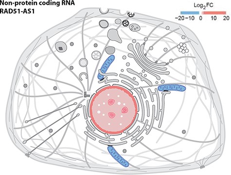 Displaying quantitative data in SwissBioPics using colors. The image shows the fold change (FC) of the RAD51-AS1 non-protein-coding transcript in the nucleus and mitochondrion (26).