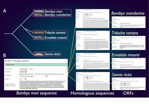 Comparative genomic analysis of B. mori-related species. (A) The phylogenetic relationship of B. mori and related species. The host plants are different among the three groups (indicated by rectangles). (B) An example of the identification of B. mori Masc homologs from four species.