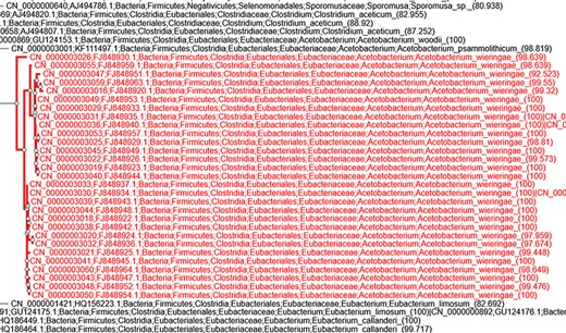 Screenshot of taxonomic annotation and placement of clone sequences associated with the study by Parameswaran et al. (14) in the AcetoBase clone phylogenetic tree available at https://acetobase.molbio.slu.se/phylo/clone.