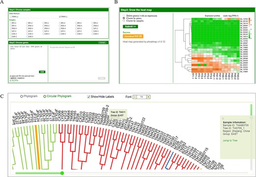 Expression analysis tool and phylogeny of GinkgoDB. Users can select specific sample combinations for the traits under study to analyze the expression differences of target genes among different experiments (A), which will be visualized by an expression heatmap, which could be downloaded as PDF(B). (C) The neighbor-joining phylogeny tree of wild individuals. Each sample ID could be clicked and links to the sample information page.