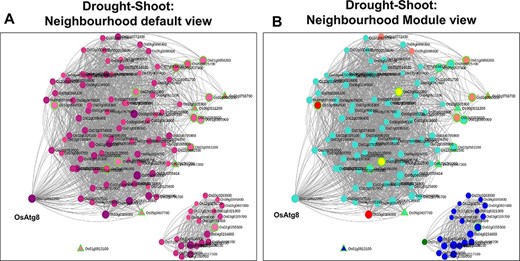 Neighbourhood View of 17 shoot-specific genes with (A) default view and (B) module views under drought stress.