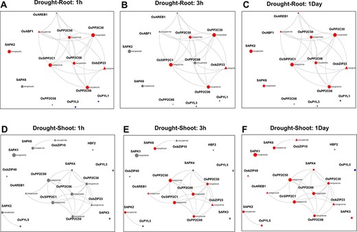 Time point–specific views from the Network Viewer for root tissue at (A) 1h, (B) 3h, (C) 1day and shoot tissue at (D) 1h, (E) 3h and (F) 6h. The figure provides a comparative view of the transcriptional changes for the different time points along with tissue-specific gene connectivities.