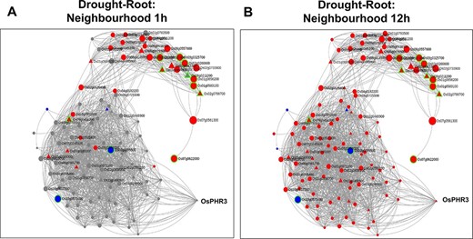 Time point–specific views for the extended neighbourhood for root-specific genes at (A) early time point of 1 h and (B) late time point of 12 h under drought stress.