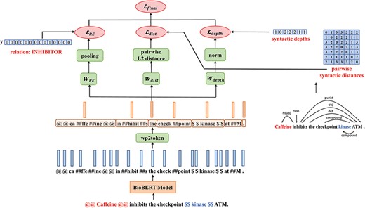 The architecture of MTS-BioBERT: Besides the relation label, for the two probing tasks, we compute pairwise syntactic distance matrices and syntactic depths from dependency trees obtained from a syntactic parser.