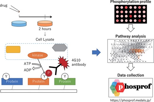 Scheme of the data collection and analysis for Phosprof. (Left) A drug from the Selleck L2400 Library was added to the cell culture media 2 h prior to the harvest of the cell lysate, which was then applied to a protein array with ATP. The tyrosine residues of the proteins on the array are phosphorylated by the cell lysate and detected using 4G10 antibody. (Right) The resultant ‘phosphorylation profiles’ were then analyzed to identify the significant pathways. The collected data can be browsed using various pathway analysis tools.