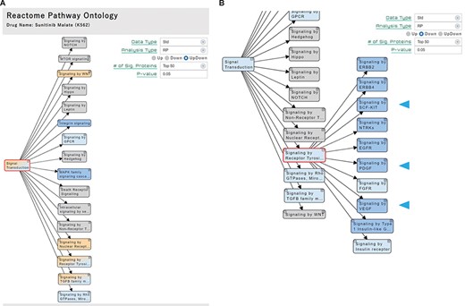 ‘Pathway’ section. (A) Significant pathways with Up, Down or both (UpDown) signatures are displayed in the tree form, according to the pathway ontology classification of Reactome. The number of signature proteins for pathway analysis can be selected (top 50/100/150/200 or P-value < 0.05). (B) The multi-targeted RTK inhibitor sunitinib malate downregulates the ‘Signaling by Receptor Tyrosine Kinases’ pathways, including the drug target-related pathways (arrowhead).