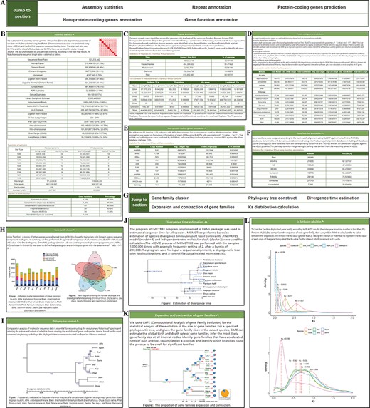 ‘Genome’ module. The ‘Genome’ module has subpages: ‘Statistics’ (A–F) and ‘Analysis’ pages (G–L). (A) The navigation bar of the ‘Statistics’ page provides quick access to each section. (B) Assembly statistics. (C) Repeat annotation. (D) Protein-coding genes prediction. (E) Nonprotein-coding genes annotation. (F) Gene functional annotation. (G) The navigation bar of the ‘Analysis’ page. (H) Gene family cluster. (I) Phylogenetic tree. (J) Divergence time. (K) Expansion and contraction of gene families. (L) Ks distribution.