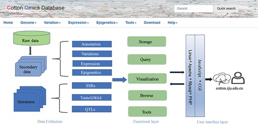 Summary of COTTONOMICS data collection and construction. COTTONOMICS is an easily accessible web database that integrates 32.5 TB of omics data including seven assembled genomes, resequencing data from 1180 allotetraploid cotton accessions and multi-omics data; detailed data information is found in Table 1