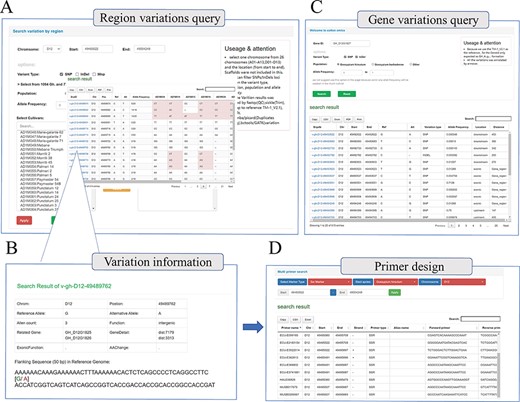 Whole genome-wide variations query interface. (A) Variation information regarding genome region (e.g. D12:49 483 522–49 504 248) among different cotton samples. (B) Detailed introduction of the mutation site (e.g. v-gh-D12-49 489 762), including location information, related genes, function prediction and flank sequence. (C) Variations query based on gene locus (e.g. GH_D12G1827); this interface will return all the mutation sites related to the gene, including upstream, downstream, UTR, exon, etc. (D) Multi-type primer design interface; users can obtain SSR primers and InDel primers based on locus.