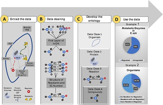 Visual abstract of the current study. Panel (A): Kinetic data scraped from BRENDA, PDB, PubChem and Swiss-Prot, each focused on separate sections of metabolism. Panel (B): Redundancy in compounds and reactions is filtered. Panel (C): Standard representation of multi-source data in hierarchical ontologies. Panel (D): The KinMod database enables extracting statistics of within- and cross-species relationships. (Example 1) 59% of enzymes in Escherichia coli have at least one known regulator, an example of the within-species relationship. (Example) 55.5% of organisms have at least one established reaction and regulator, an instance of the cross-species relationship.