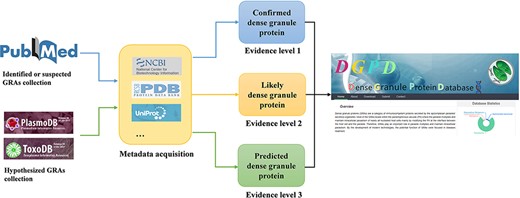 Workflow for data curation in DGPD database. Experimentally validated GRAs are classified as the group of ‘confirmed GRAs’ (with blue arrows). Highly suspected GRAs existing in the main text or attachment of literature are included in the group of ‘likely GRAs’ (with orange arrows). Homologous proteins of known dense granule proteins in PlasmoDB and ToxoDB database are included in the group of ‘predicted GRAs’ (with green arrows).