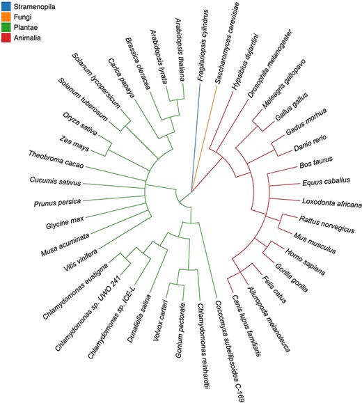 Taxonomic tree of 40 eukaryotic species in four highlighted categories. Stramenopila, Plantae , Fungi and Animalia are in blue, orange, green and red, respectively. The tree topologies were inferred by Taxonomy Common Tree from NCBI (https://www.ncbi.nlm.nih.gov/Taxonomy/CommonTree/wwwcmt.cgi).