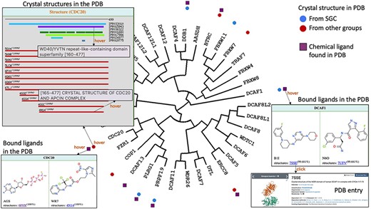 Structural and chemical coverage. Circular icons highlight which proteins have a crystal structure in the PDB. Hovering over an icon provides details on the domain architecture of the protein (including domain name and Interpro ID), the crystallized domains and their clickable PDB codes and titles linked to the associated PDB pages. Data on chemical ligands found in PDB structures were also mapped as square icons. Hovering brings image of the chemical structures and PDB codes.