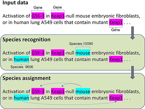 The architecture of the species recognition and assignment.