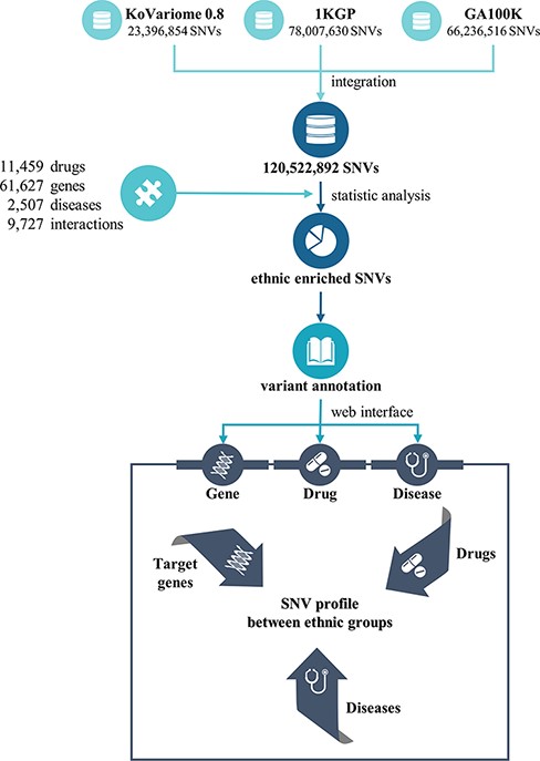 Flowchart to construct the PharmaKoVariome database.