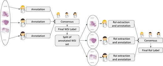 Annotation process of WSIs and ROIs.