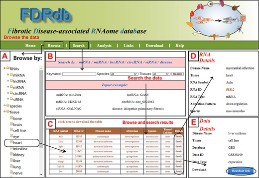 A schematic workflow of the FDRdb. (A) The ‘RNA browse’ page. (B) The ‘Search’ page. (C) The ‘Result’ page. (D) The detailed information of RNA entries. (E) The detailed information of dataset entries.