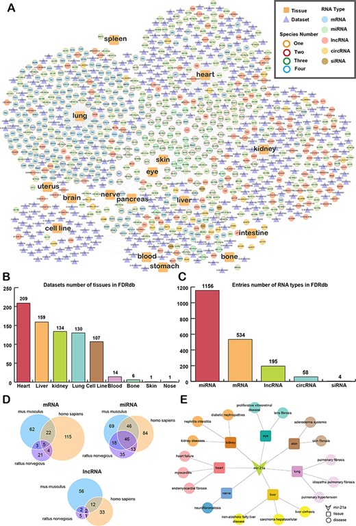 The landscape of data in the FDRdb. (A) The network of associations between fibrotic diseases and RNAs/datasets in different tissues. (B) The statistics of tissues with fibrotic datasets in the FDRdb. (C) The statistics of fibrotic RNAs in the FDRdb. (D) The Venn diagram showing the RNAs common to different species. (E) The RNA-tissue-disease sub-network of mir-21a.