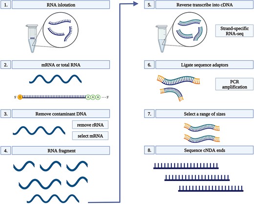 RNA-seq workflow. 1) Isolate the mRNA or total RNA from root tissue; 2) Quality and quantity control of mRNA or total RNA; 3) Eliminate DNA contamination from RNA samples using DNase; 4) Choose an appropriate kit for library preparation based on the type of RNA. For mRNA with poly-A tail, a mRNA purification kit was used to isolate mRNA with a poly-A tail; 5) Random fragment purified RNA for short read sequencing; 6) Reverse transcribe fragmented RNA into cDNA; 7) Ligate adapters onto both ends of the cDNA fragments. 8) PCR amplification of cDNA and selection of fragment sizes between 200-400 bp. Conduct paired-end sequencing of the cDNA libraries (Martin and Wang 2011).