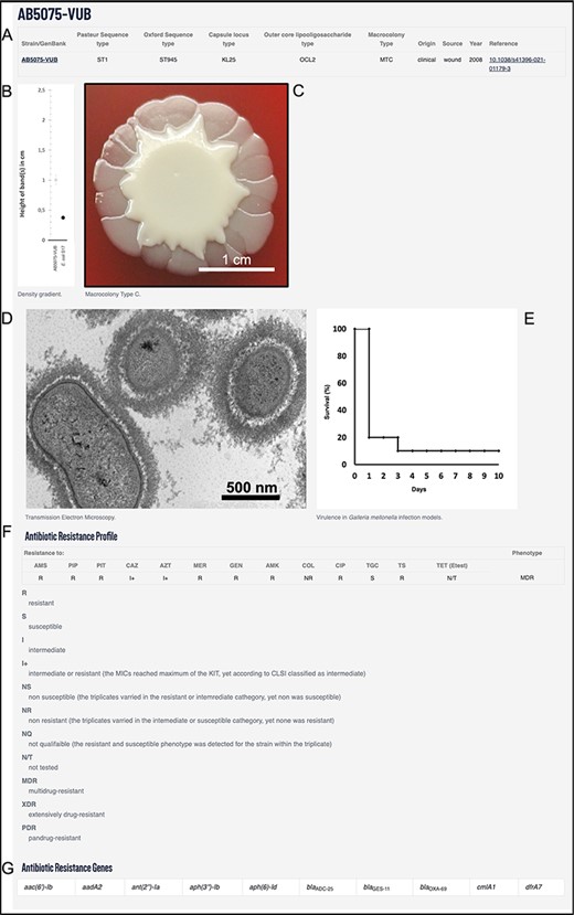 Example using AB5075-VUB entry depicting: (A) description of the genotype (KL, STOx/Pas and OCL), origin, source and year of isolation with a hyperlink for the complete chromosomal sequence and a reference publication; (B) quantification of the capsule; (C) macrocolony type; (D) TEM micrograph of the capsule; (E) virulence in G. mellonella infection model; (F) antibiotic resistance profile and (G) ARGs.