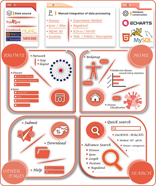 The overview of the ENCD database. The top panel illustrates the building process of ENCD, including the data source, data mining pipeline and database construction. The bottom panel illustrates the functions and interfaces of ENCD. The HOME interface provides a bodymap and statistics of data. The BROWSE and SEARCH interfaces provide different functions to query data from ENCD. The Submit, Download and Help interfaces are shown as OTHER PAGES.