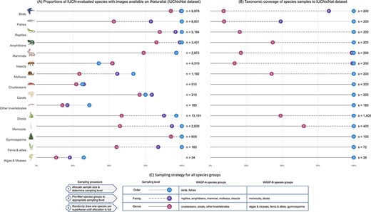 (A) Summary statistics of the IUCNxiNat species dataset presenting the proportions of species evaluated under the IUCN Red List with images available on iNaturalist (left). (B) Taxonomic coverage of the species sample resulting from our sampling strategy to the IUCNxiNat dataset (right). (C) Sampling strategy chosen for all species groups in WASP-A and WASP-B surveys (bottom). The y-axis represents the species groups, each marked with an illustrative icon. The x-axis represents a measure of proportion, or coverage, in percentage. Values are expressed in terms of various taxonomic ranks, including genus (denoted as G with solid line), family (denoted as F with dashed line) and order (denoted as O with dotted line) levels.