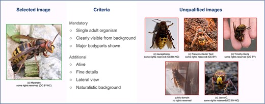 Image selection criteria.