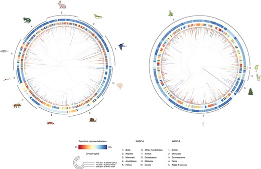 Tree-like structure illustrating the taxonomic representativeness of the WASP-A (left) and WASP-B (right) species samples. Color scale explains the taxonomic representativeness (in percentage covered) compared to the IUCN Red List species. Colored tree tips show the percentage of species covered in our species sample, by genus; the first (inner) and second (outer) circular layers represent the genus-coverage by family and family-coverage by order, respectively. The synthetic tree–like structure was generated from the Open Tree of Life, using the R package ‘rotl’.