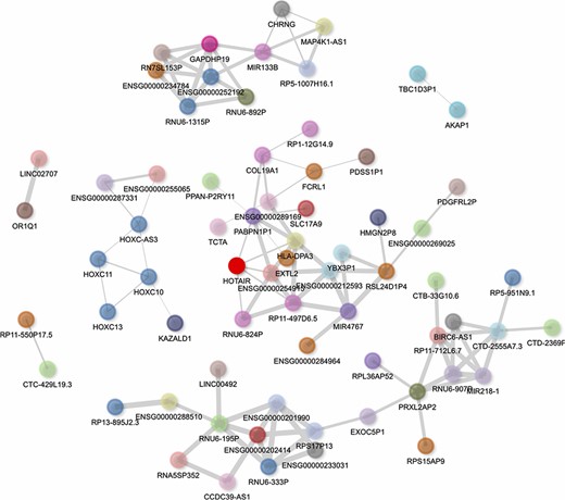 Interactive gene–gene co-expression network for the lncRNA HOTAIR. The HOTAIR gene–gene co-expression network contains the top 100 genes most correlated with HOTAIR. The thickness of the edges represents the magnitude of the PCCs, and nodes representing genes are colored by their chromosome of origin except for the queried lncRNA, which is colored in bright red. The network is pruned so that each node on average has less than three edges.