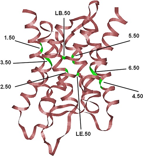 The typical hour-glass fold adopted by MIP family members shown here corresponds to the human AQP4 (PDB ID: 3GD8; resolution: 1.8 Å). Only the backbone is shown in ribbon representation. The most conserved residue in each TM segment (TM1–TM6) and the two half-helices (LB and LE) are displayed and the locations of the conserved residues are indicated, and their generic numbers are also shown. In human AQP4, they correspond to E44 (1.50), G78 (2.50), N97 (LB.50), Q122 (3.50), E163 (4.50), G194 (5.50), N213 (LE.50) and P237 (6.50), and the residue numbering corresponds to the PDB ID: 3GD8. For details about the generic numbering scheme in AQPs, see the main text.