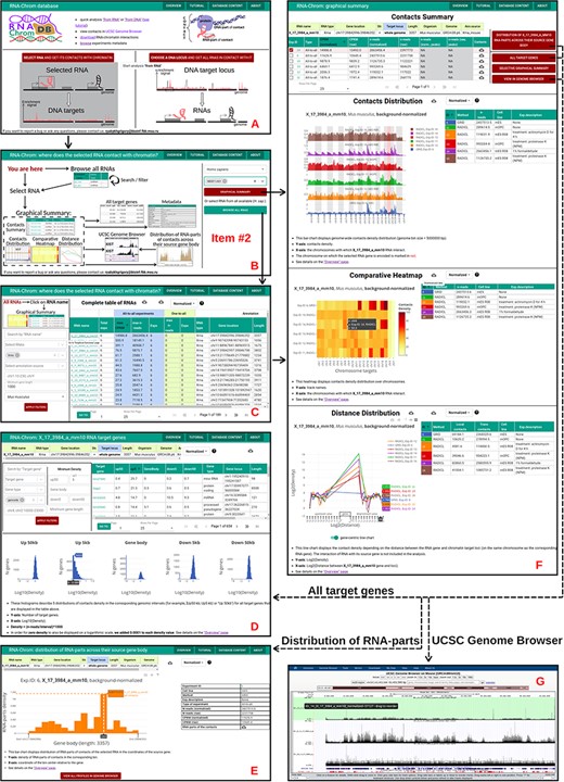 ‘From RNA’ analysis for X_17_3984_a_mm10 RNA (Mus musculus). The arrows reflect the workflow. A. A user chooses ‘from RNA’ analysis. B. Then the user either enters the RNA name of interest in the ‘Select RNA’ field or presses ‘BROWSE ALL RNAS’ button. C. ‘Complete table of RNAs’. Here a user selects RNA for analysis. D. The ‘Graphical Summary’ page consists of the ‘Contacts Summary’ and three analytical plots. By selecting one or more contact maps of X_17_3984_a_mm10 RNA in the ‘Contacts Summary’ table, a user continues to analyze them by clicking on one of the four buttons located to the right of the table. E. ‘All target genes’ page displays the association of contacts with genes and their upstream and downstream regions. By applying several filters, a user downloads a list of target genes. From this point, the user can switch to ‘from DNA’ analysis. To do this, the user clicks on the target gene of interest. F. Distribution of X_17_3984_a_mm10 RNA-parts across their source gene body (may reflect the exon–intron structure, the multiple isoforms of the transcribed gene, etc.) A user can send distributions for all experiments to the UCSC Genome Browser for a more detailed study or download them. G. A user sends X_17_3984_a_mm10 contact maps (DNA-parts) to the UCSC Genome Browser if they want to view them in the higher resolution or visually match them to genomic annotations (gene sets, epigenetic marks, etc.) or data (ChIP-seq, Hi-C, etc.)