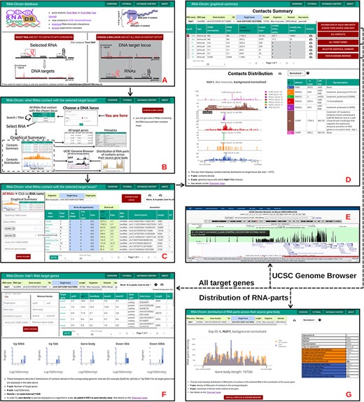 ‘From DNA’ analysis for HoxA cluster (chr6:52 015 389-52 270 886, M. musculus). The arrows reflect the workflow. A. A user chooses ‘from DNA’ analysis and B. clicks on the ‘CHOOSE A DNA LOCUS’ button, selects the organism, enters the approximate coordinates of the HoxA cluster and clicks on the ‘APPLY’ button. C. All RNAs that contact with the chosen locus are presented in the table. A user applies filters if necessary. To go to the ‘Graphical Summary’ page, the user clicks on the RNA name of interest (for example, Halr1). D. The ‘Graphic Summary’ page is divided into two blocks: ‘Contacts Summary’ and ‘Contacts Distribution’. Five buttons located to the right of the ‘Contacts Summary’ table represent five options for further work with the Halr1 contacts. E. To get more details about the locus, a user sends contact maps to the UCSC Genome Browser. F. ‘All target genes’ page displays the association of contacts with genes located at the selected locus and their upstream and downstream regions. The gene list can be filtered in different ways. From this point, a user continues the analysis in the ‘from DNA’ way. G. ‘Distribution of Halr1 RNA-parts across their source gene body’ bar chart is plotted both for all contacts and for contacts with the target locus. These distributions can be downloaded or sent to the UCSC Genome Browser for a more detailed study.